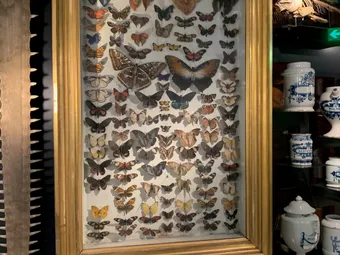 Vlinderkast